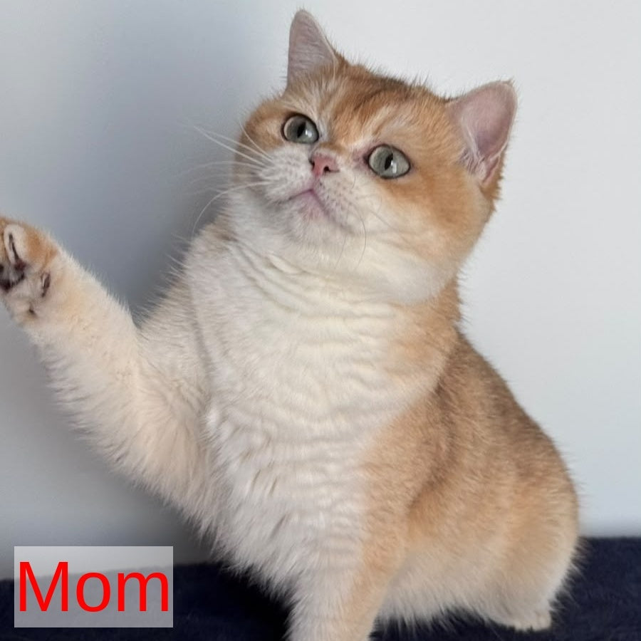 Zein British Shorthair male, chocolate golden chinchilla