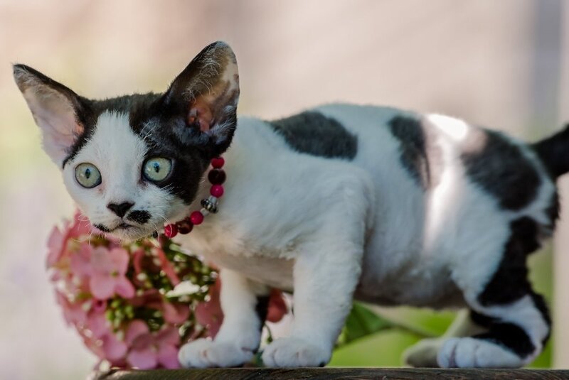 Lelya Devon Rex female, black harlequin
