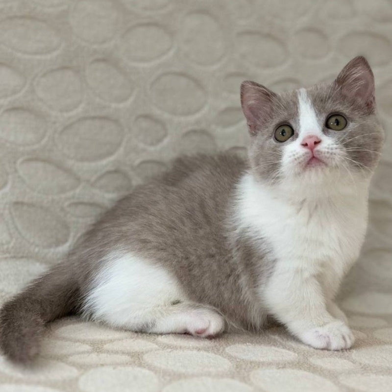 Benny Munchkin male, blue bicolour