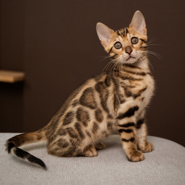 Ollie Bengal female, black spotted tabby