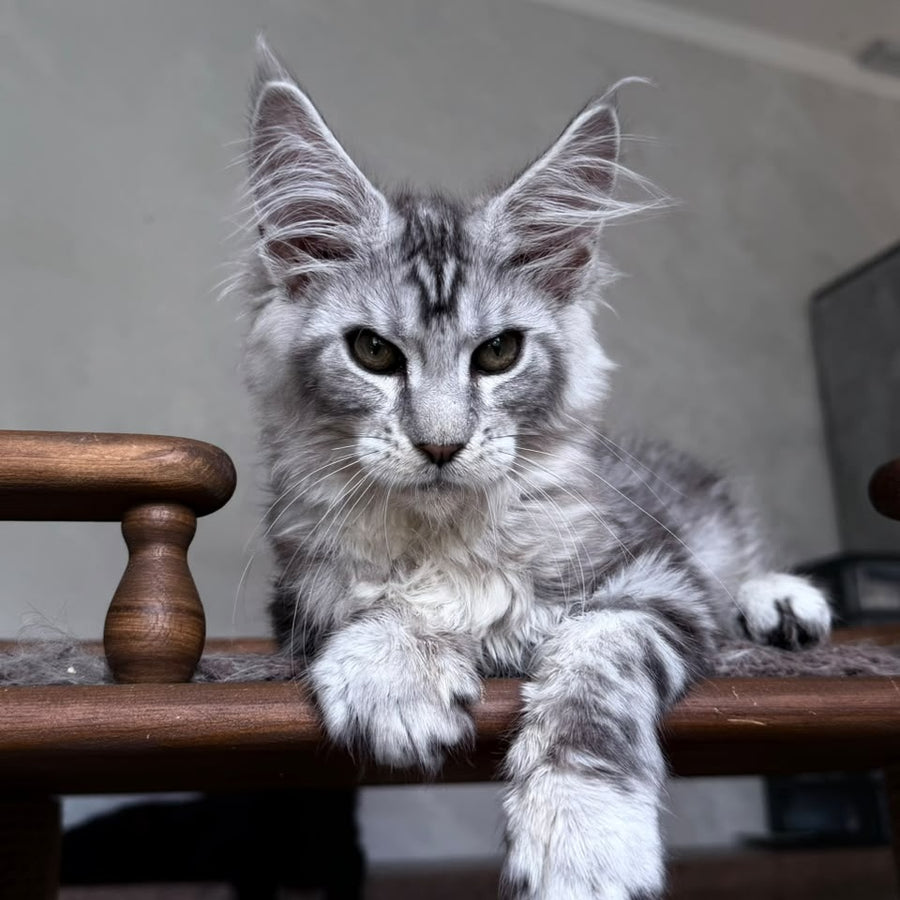 Atlant Maine Coon male, black silver tabby