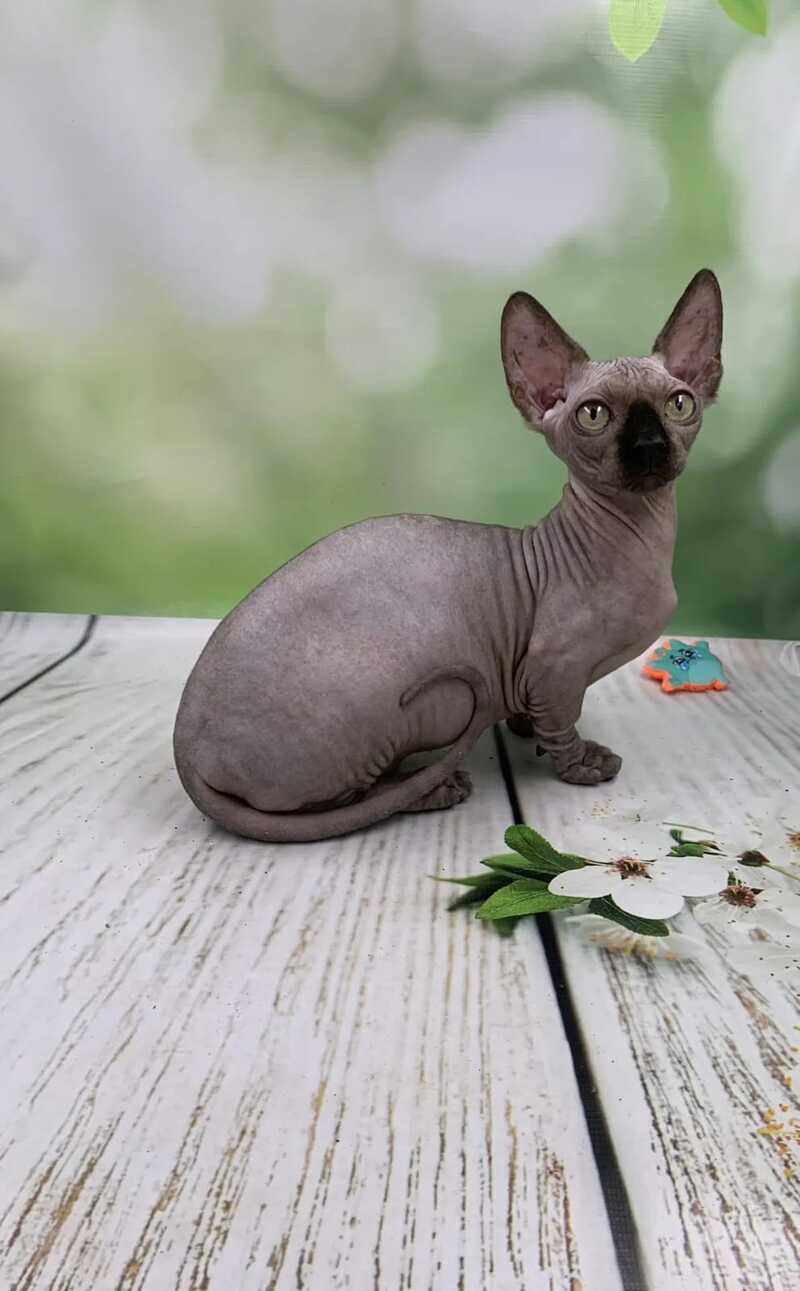 Polina Bambino female black - live animals