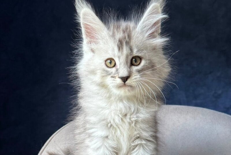 Ingold Maine Coon male, black silver spotted tabby