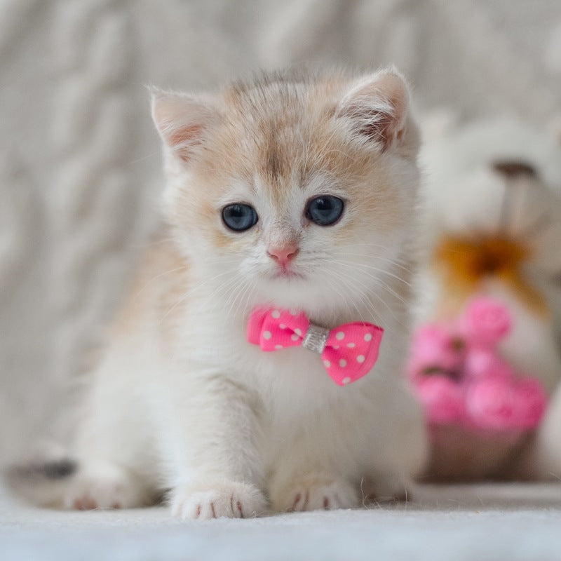 Niko British Shorthair male, blue golden chinchilla