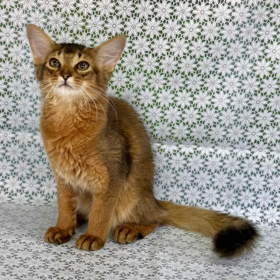 Dzhenifer Somali female, ruddy