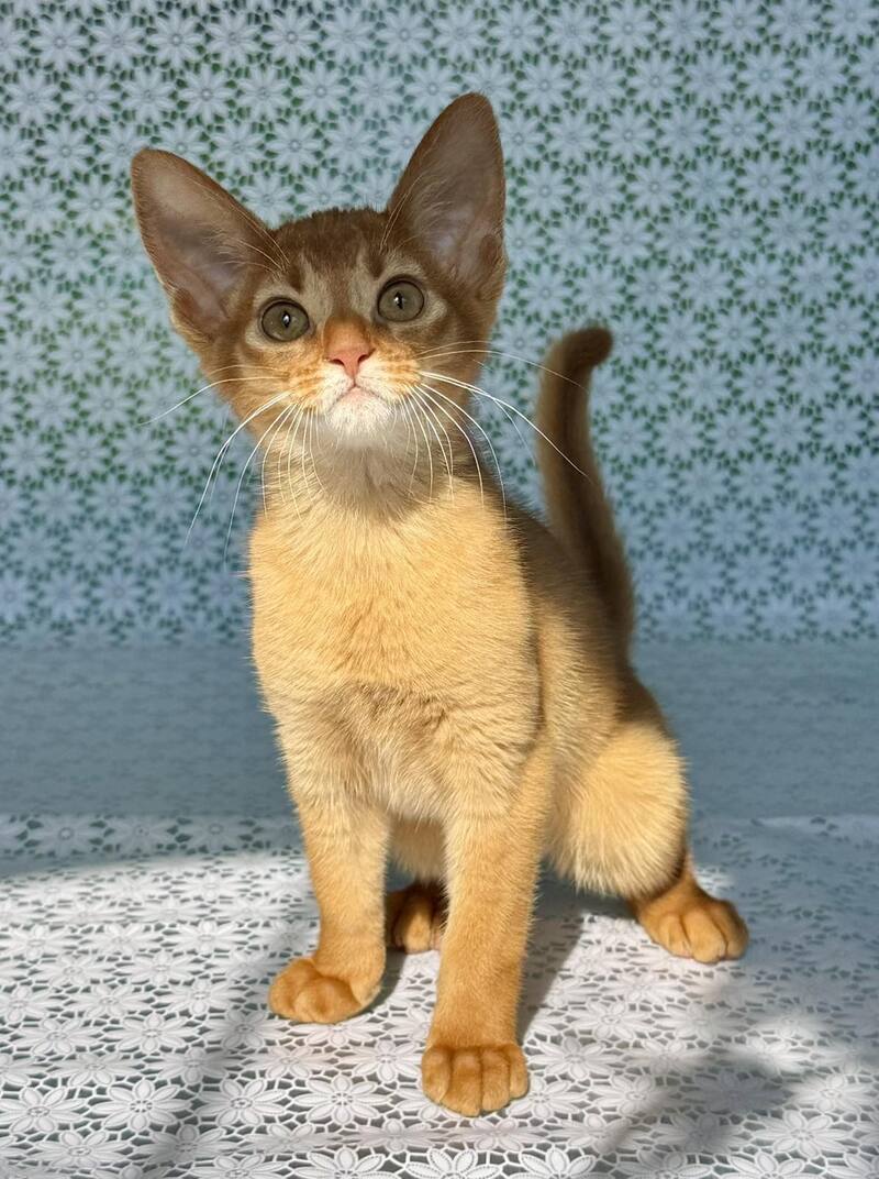 Bastet Abyssinian female sorrel - live animals
