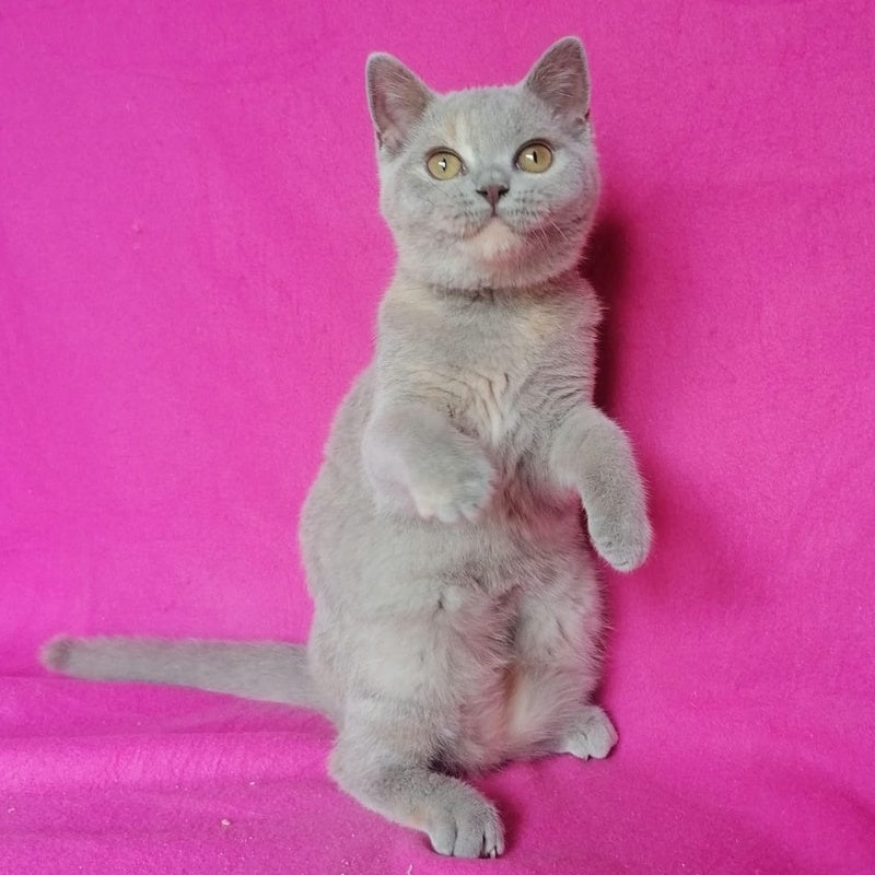 Leona British Shorthair female, lilac tortie