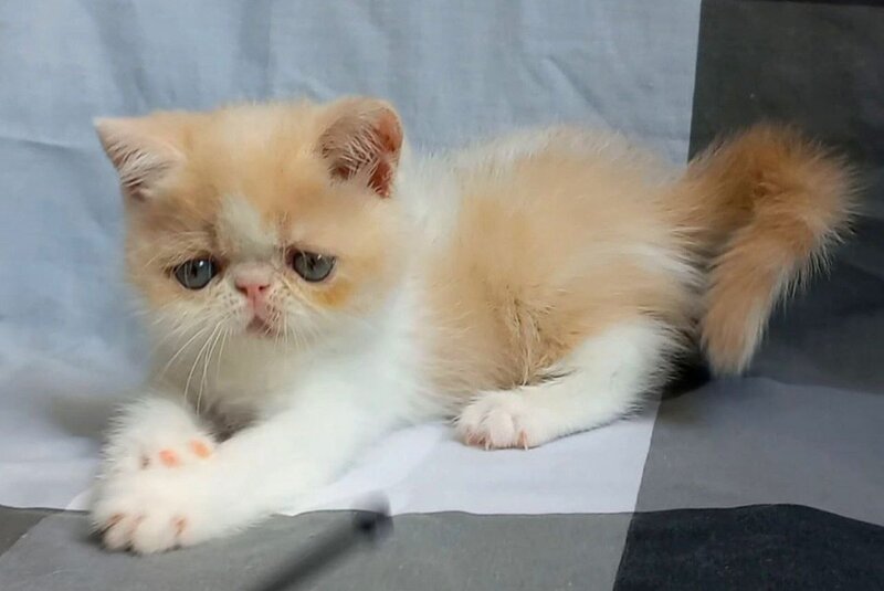 Ilian Exotic male, cream bicolour spotted tabby