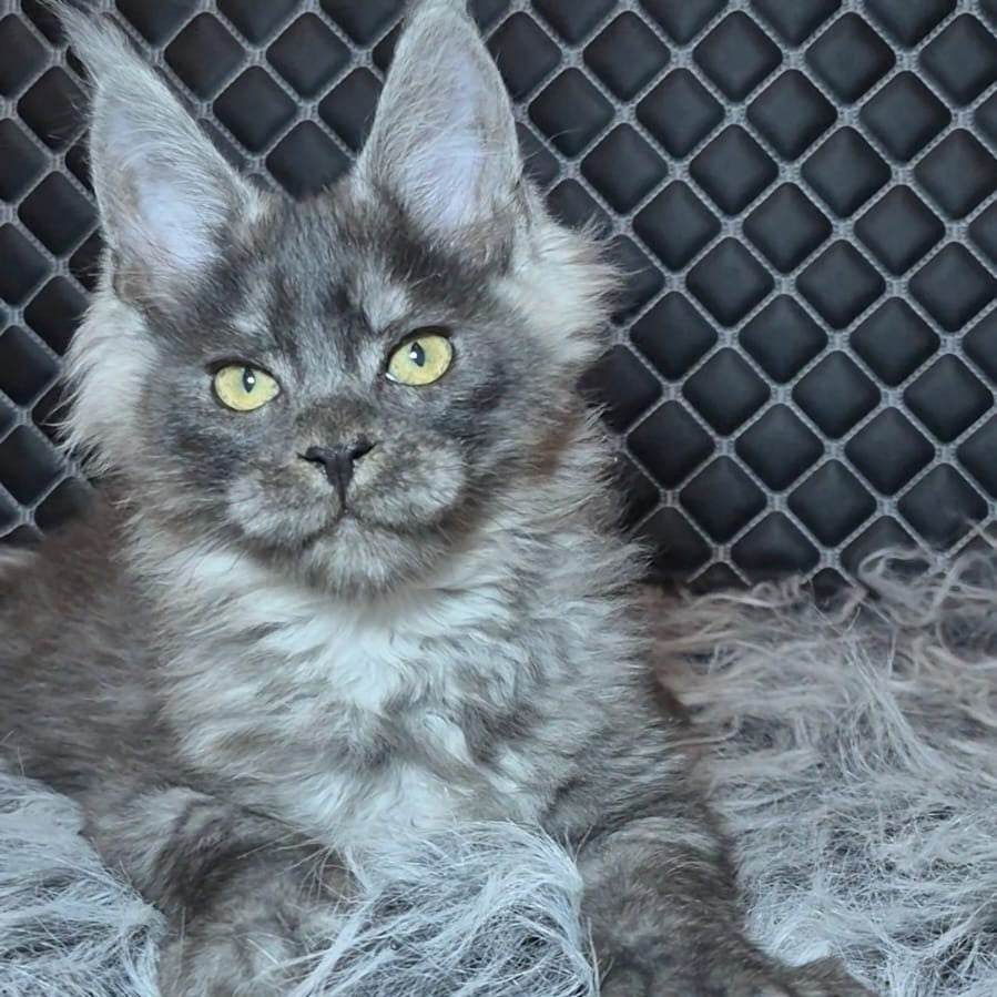 Byron Maine Coon polydactyl 5x5x5x6 male, black silver
