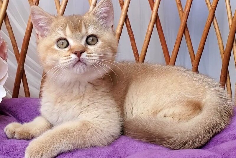 Ralph British Shorthair male cinnamon golden shaded - live animals