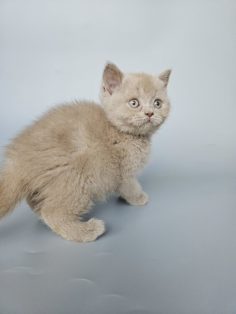 Aster British Shorthair female, fawn