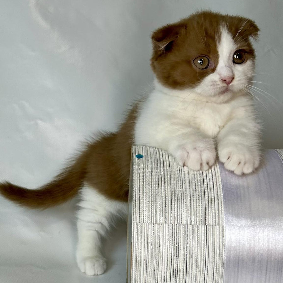 Leya Munchkin female, cinnamon bicolour