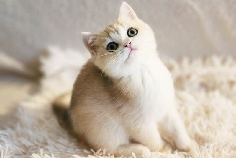 Sonic British Shorthair male, blue golden chinchilla