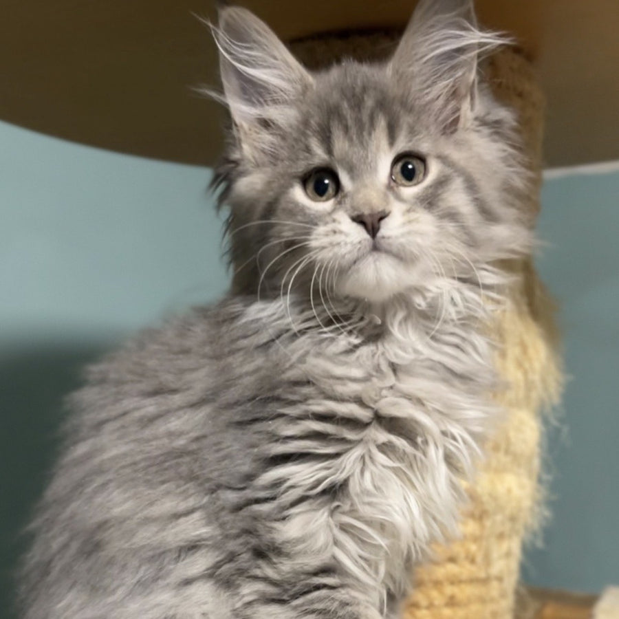 Hasta la Vista Maine Coon female, blue spotted tabby