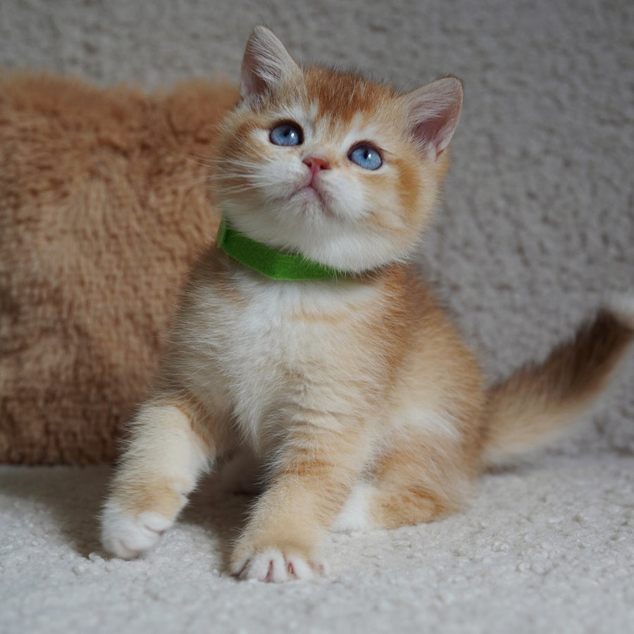 Teddy British Shorthair male, chocolate golden chinchilla with white