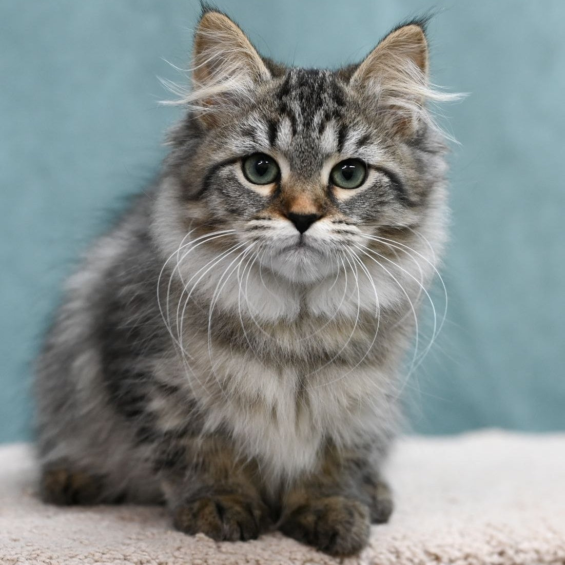 Jersi Siberian female, black spotted tabby