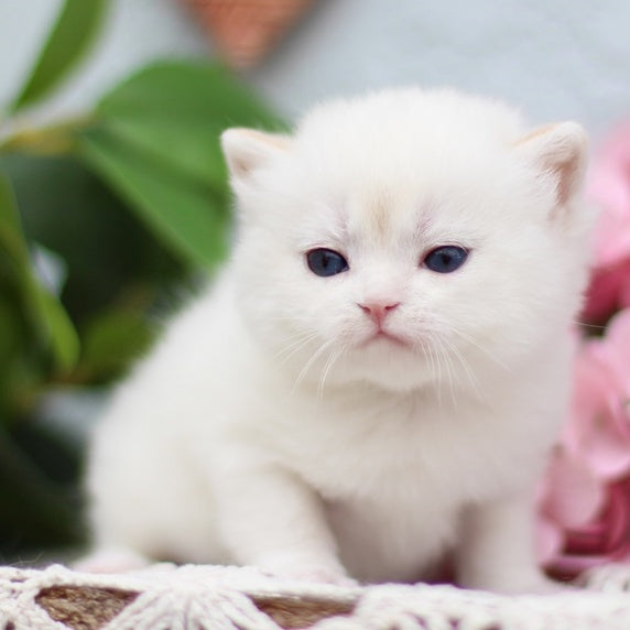 Flora British Shorthair female, black golden shaded pointed