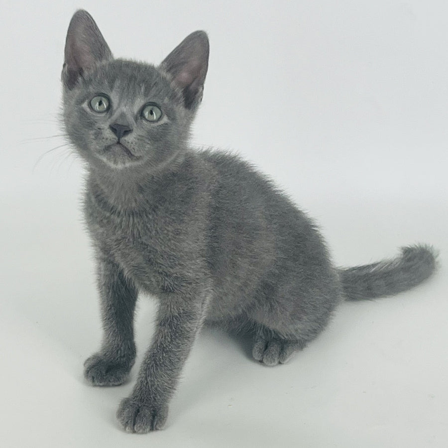 Aisha Russian Blue female, blue