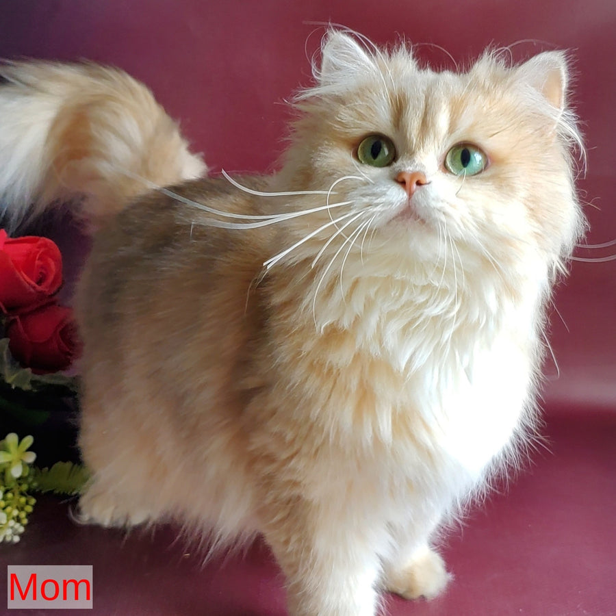 Ginger British Longhair male, chocolate golden ticked tabby