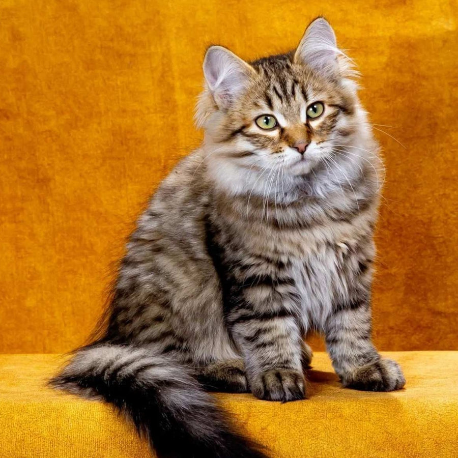 Dementiy Siberian male, black spotted tabby