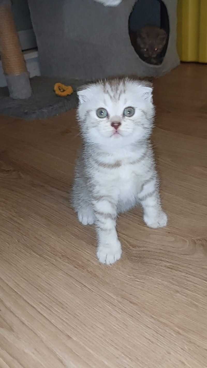 Mia Scottish Fold female, lilac silver spotted tabby