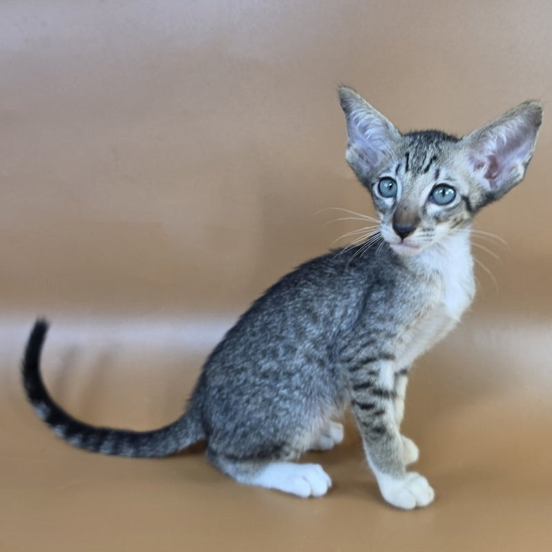 Yoshi Oriental Shorthair male, black spotted tabby mitted