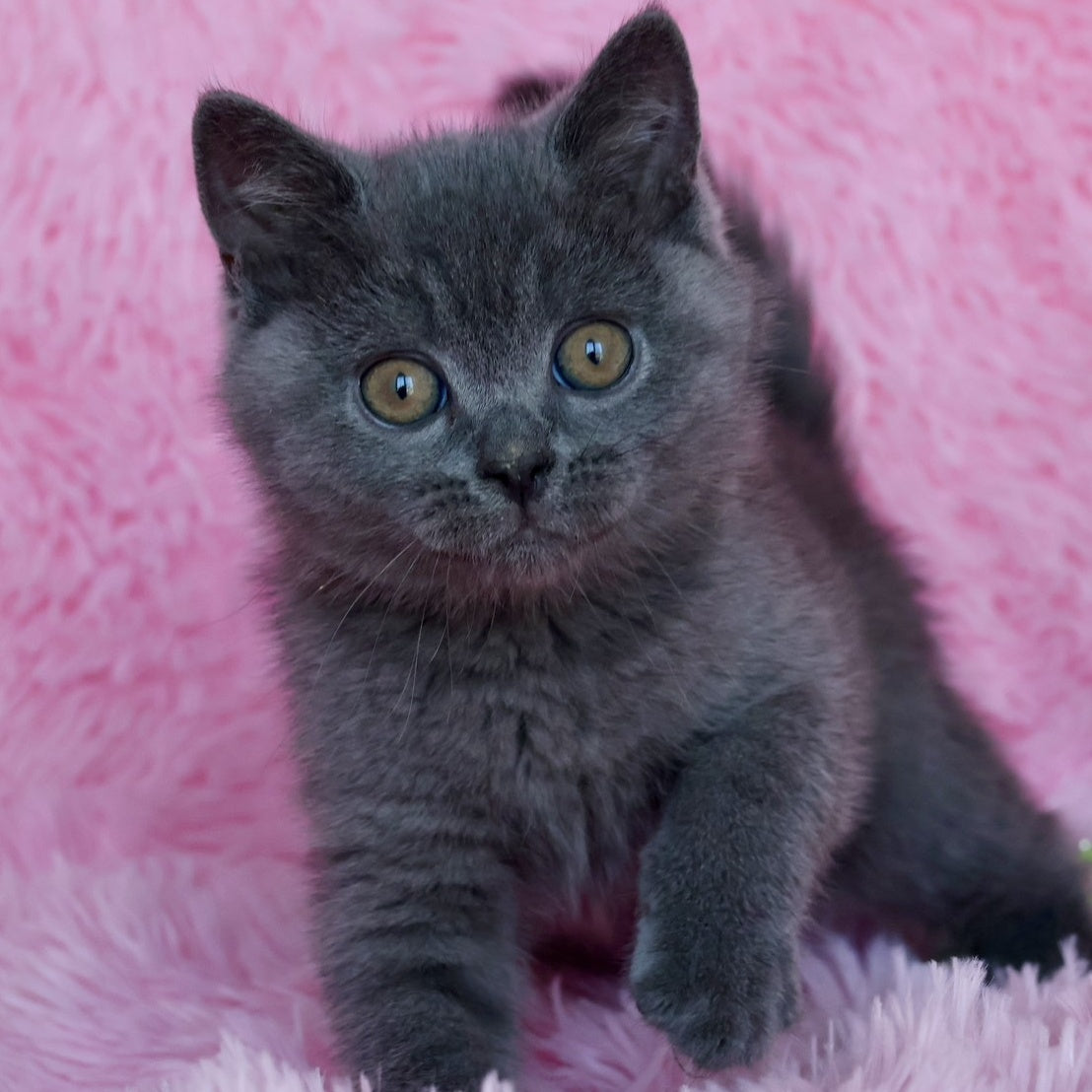 Xavi British Shorthair male, blue