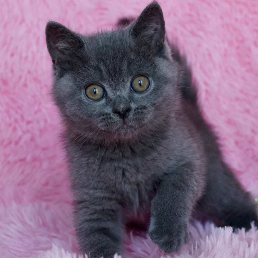 Xavi British Shorthair male, blue