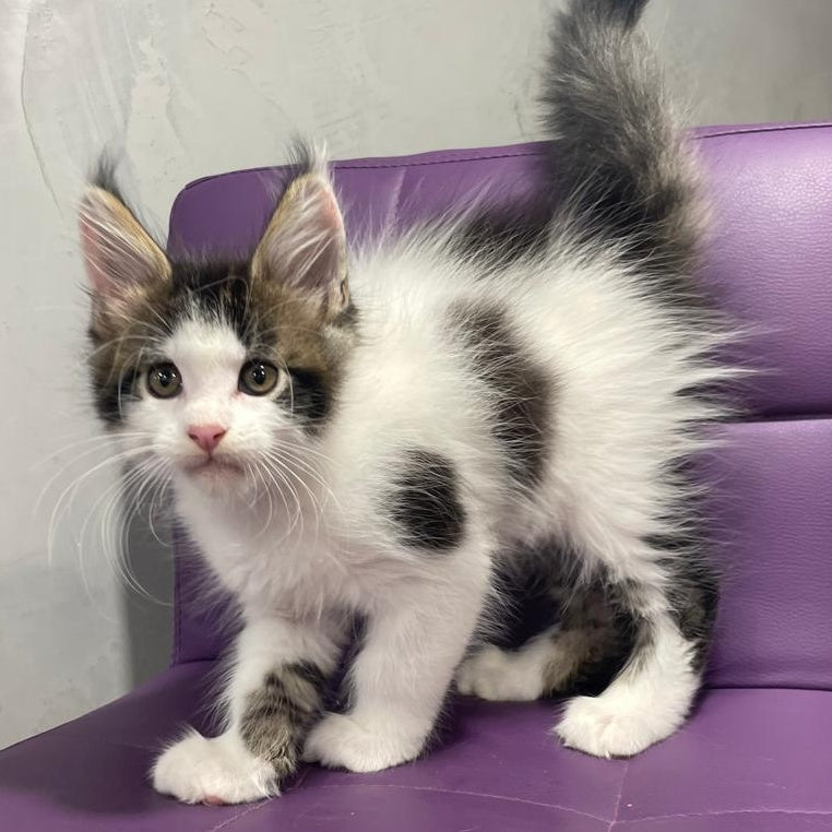 Sem Maine Coon male, black bicolour tabby