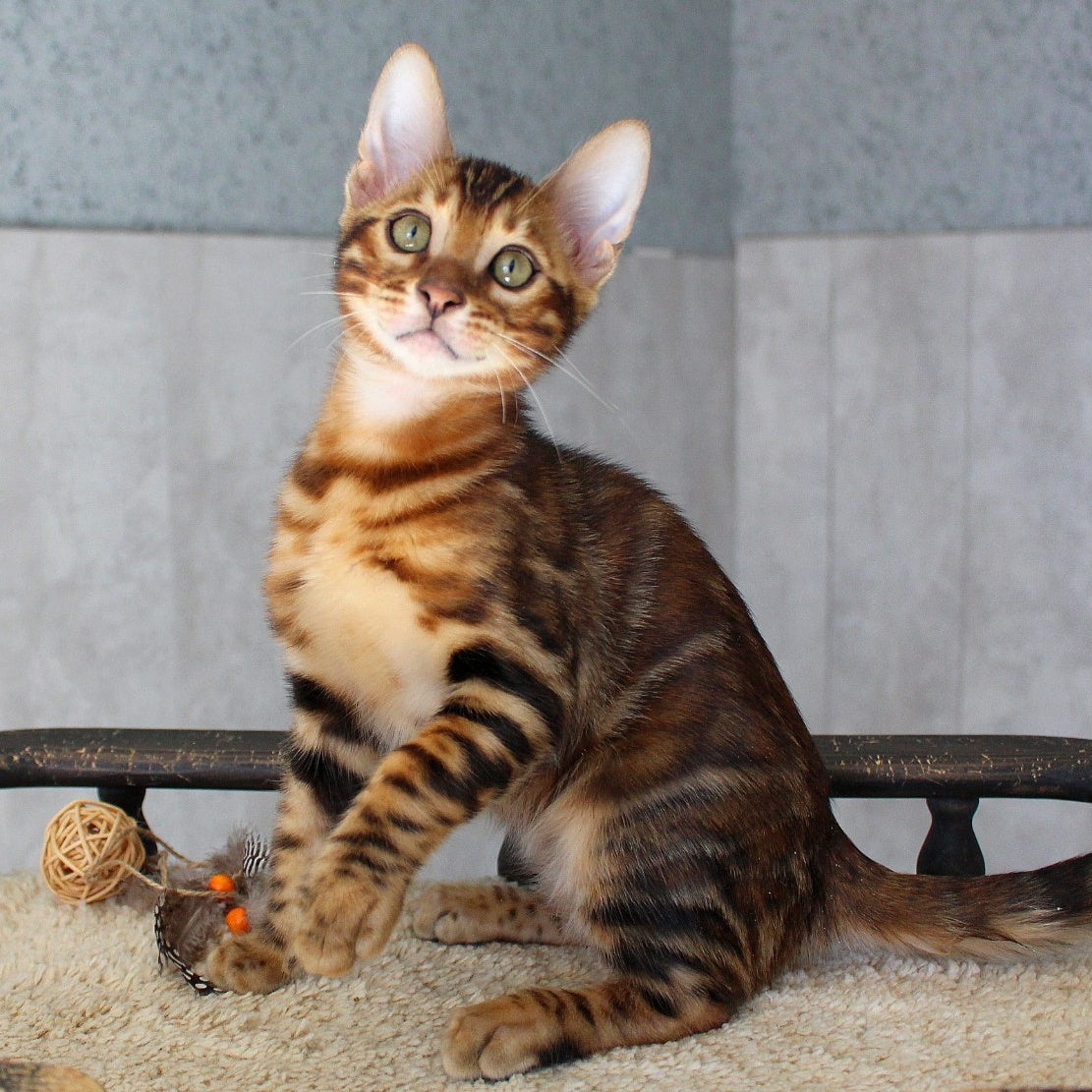 Elvis Bengal male, black spotted tabby