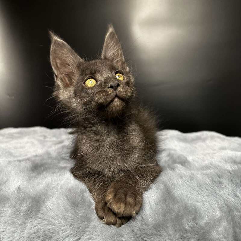 Brendon Maine Coon male black silver - live animals