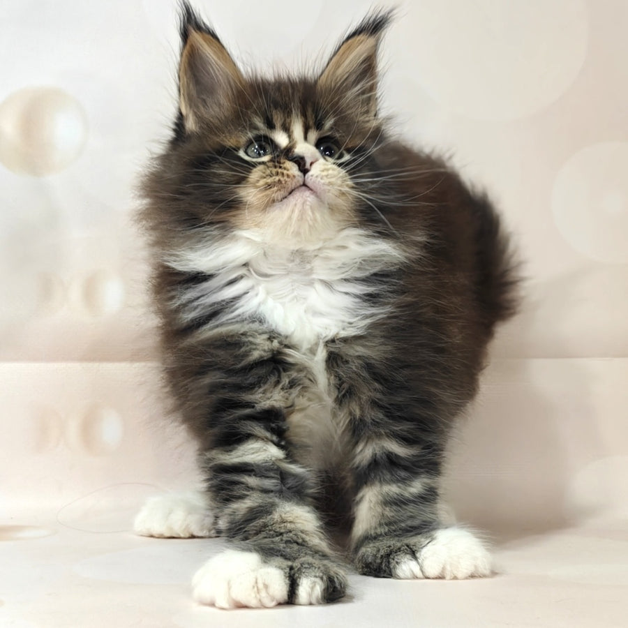Cosmos Maine Coon polydactyl 6x6x6x6 male, black tabby with white