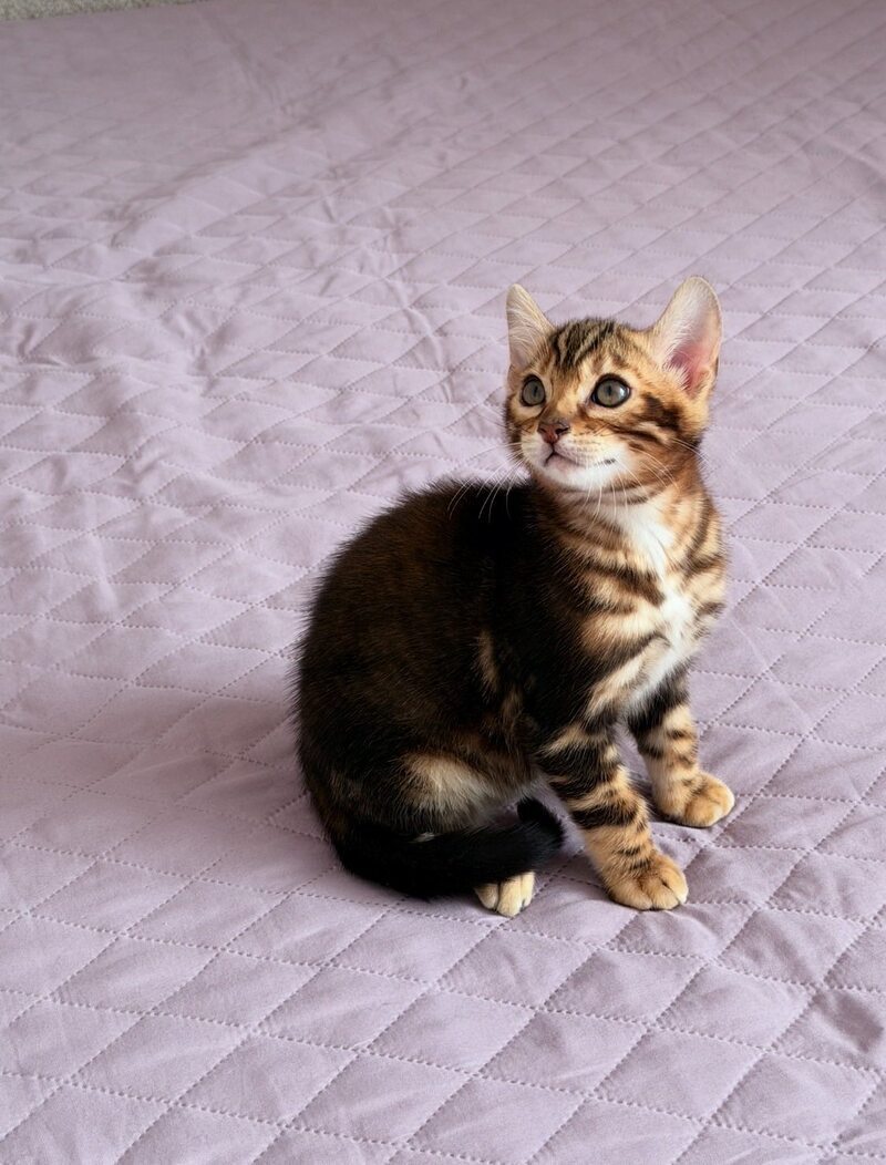 Bazzi Bengal male black tabby - live animals