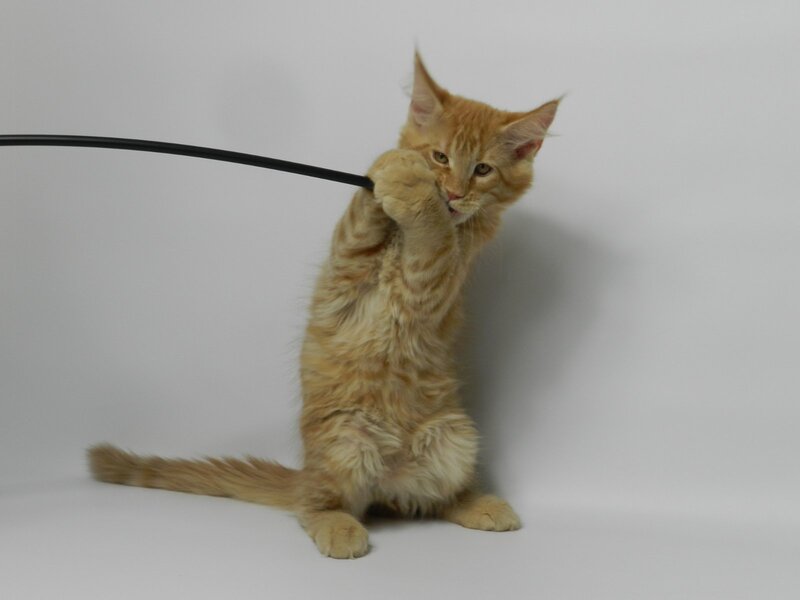 Dexter Maine Coon male, red