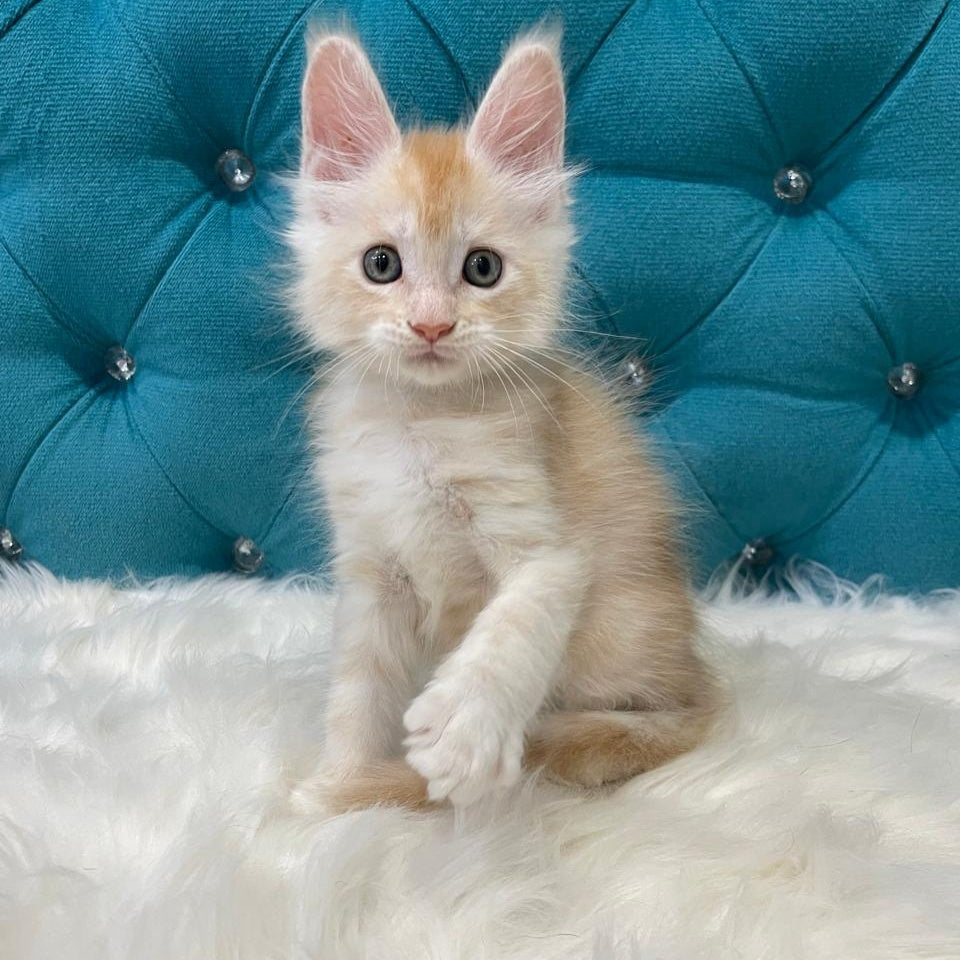 Timofey Maine Coon male, red silver