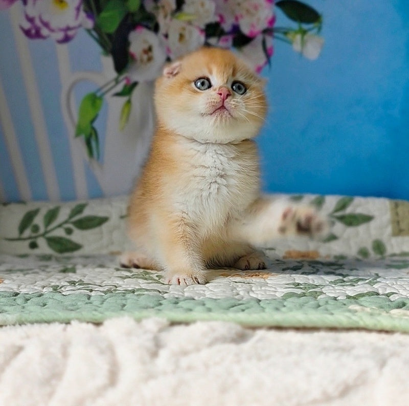 Felix Scottish Fold male, black golden chinchilla