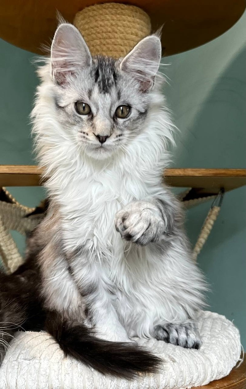 Western Maine Coon polydactyl male, black silver ticked tabby