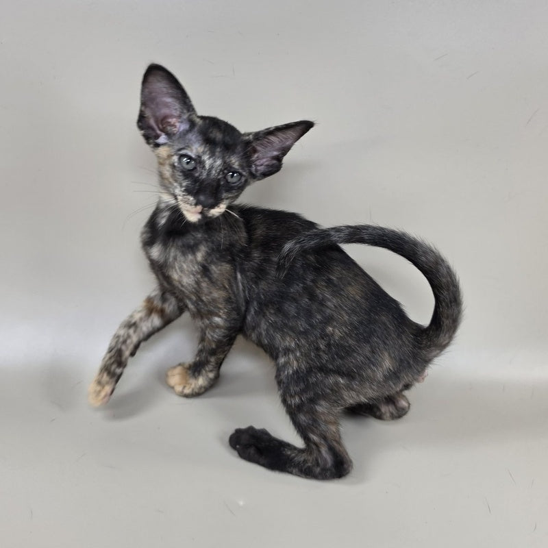 Xandra Oriental Shorthair female, chocolate tortie