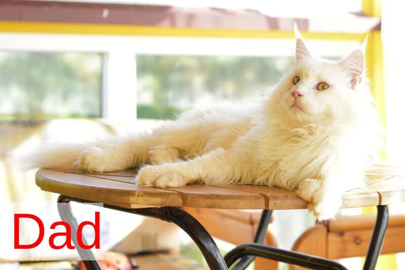 Enigma Maine Coon polydactyl female, blue tortie with white
