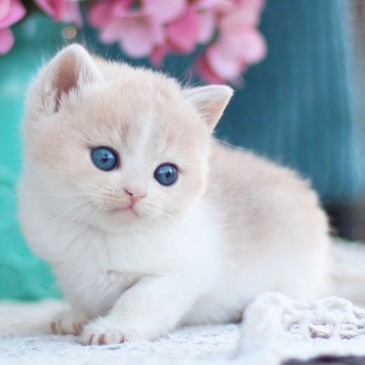 Frank British Shorthair male, blue golden shaded bicolour