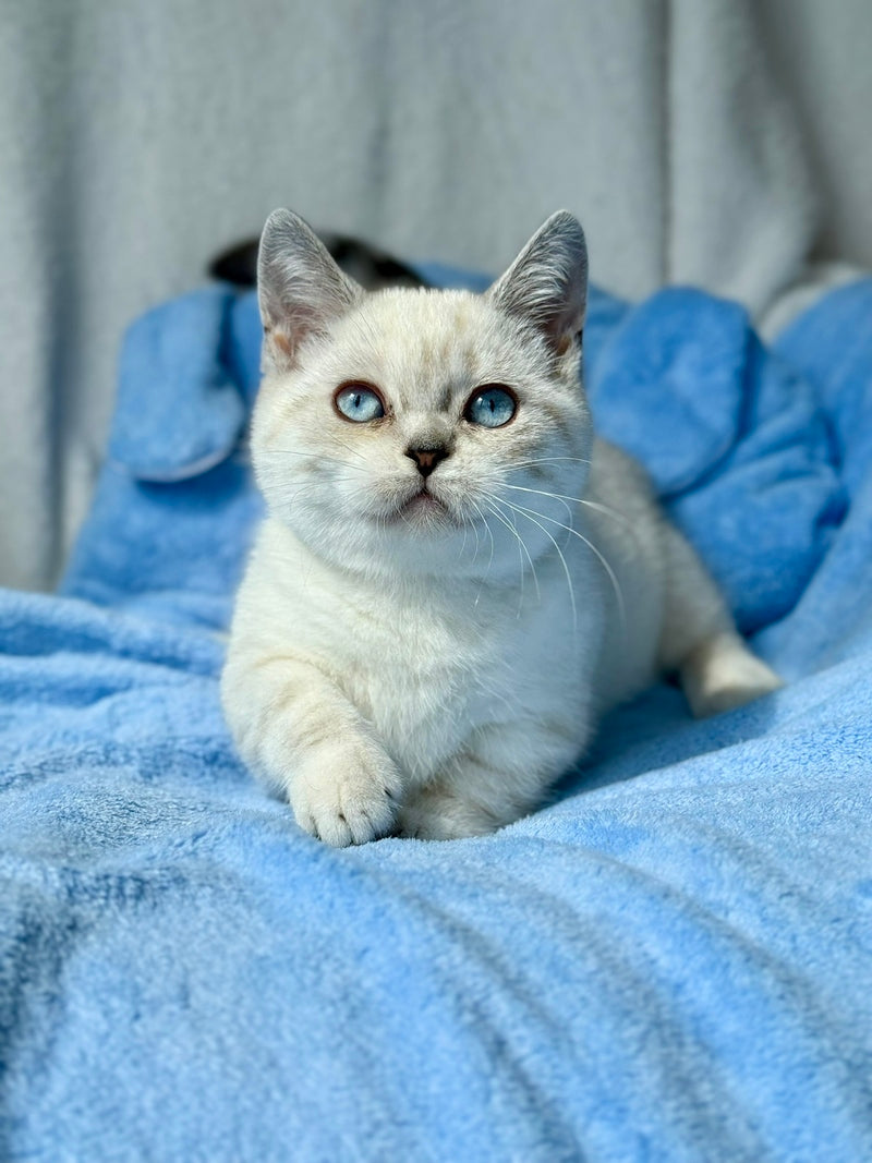 Naytiri Munchkin female black silver tabby pointed - live animals