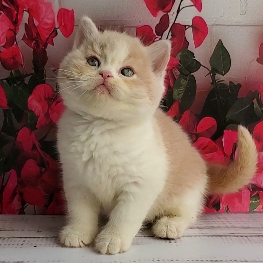 Ivar British Shorthair male, fawn bicolour