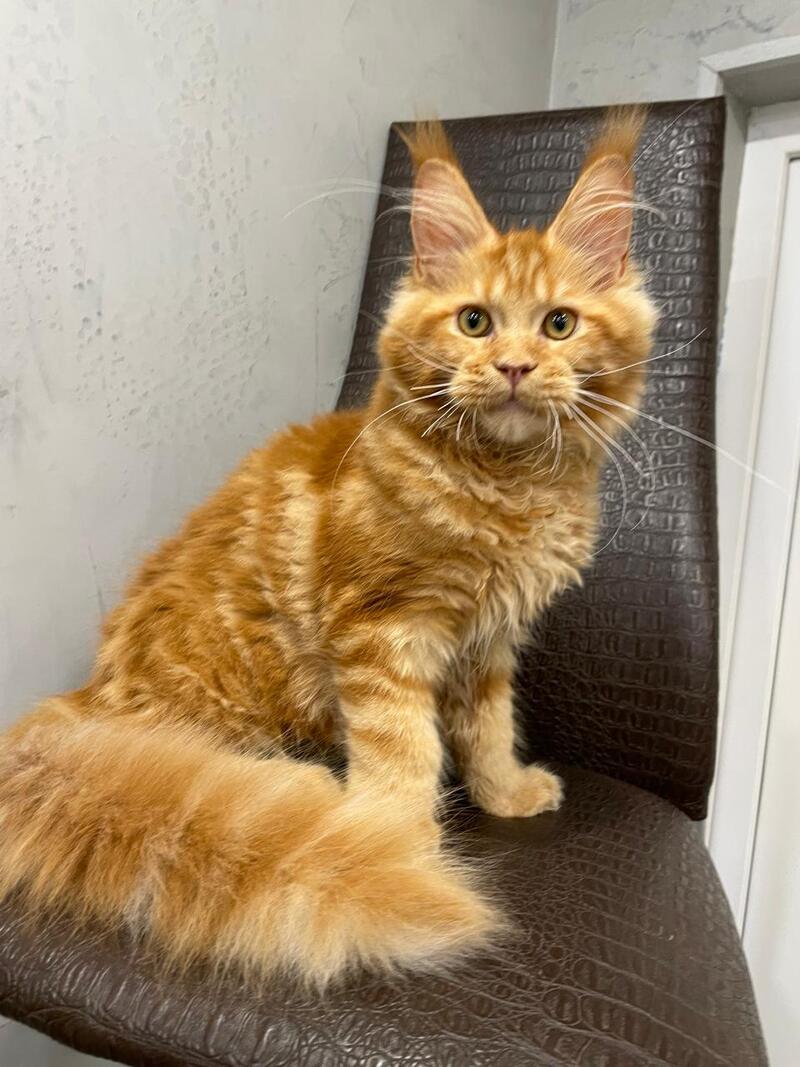 Jaguar Maine Coon male, red
