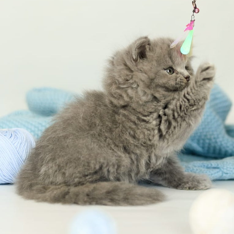 Pevana British Longhair female, blue