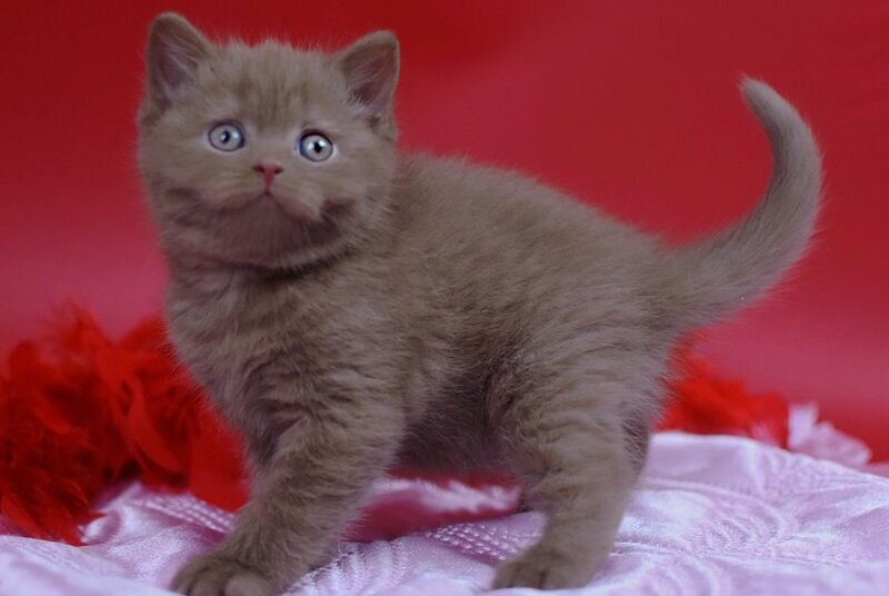 Yanka British Shorthair female cinnamon - live animals