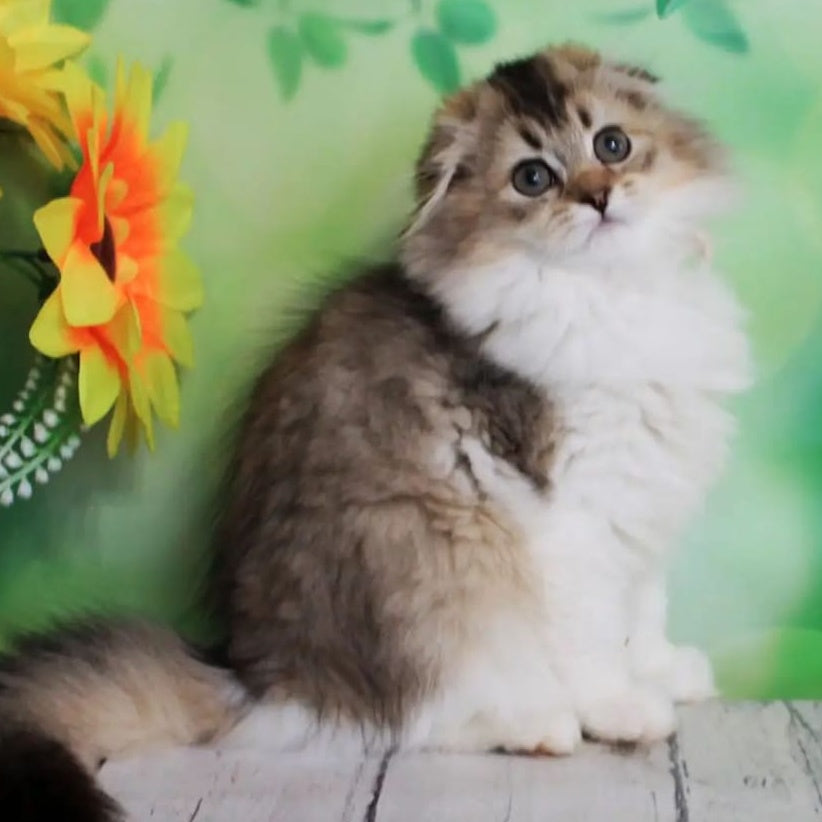 Irma Scottish Fold female, black golden ticked tabby bicolour