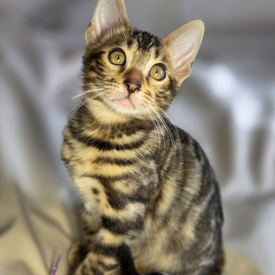 Maui Bengal male, black spotted tabby