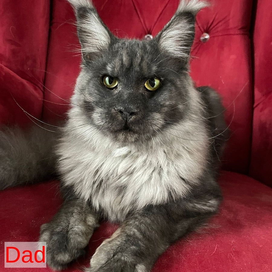 Kira Maine Coon female, black silver bicolour ticked tabby