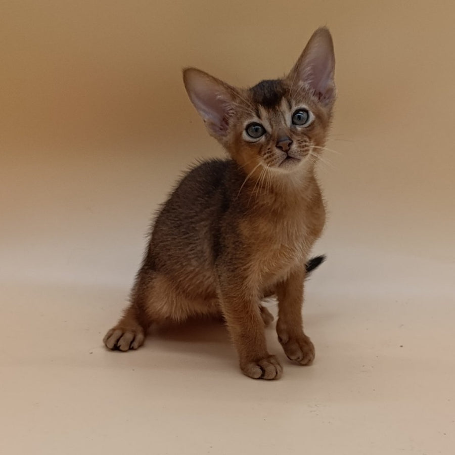 Mikkel Abyssinian male, black