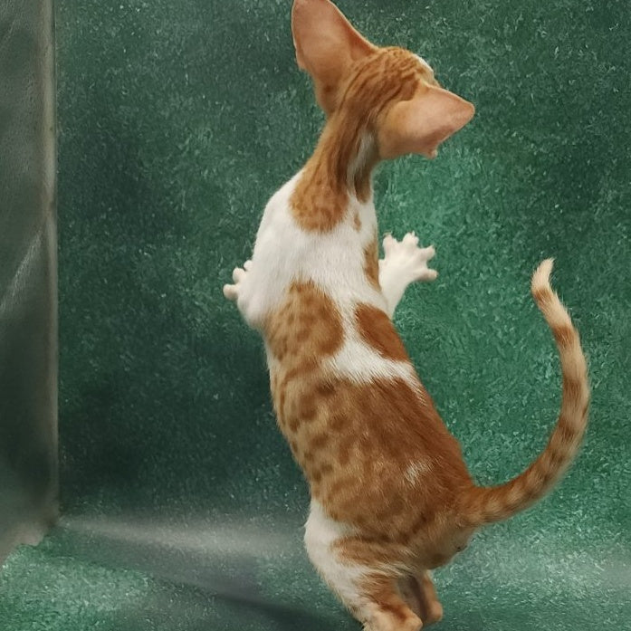 Ziggy Oriental Shorthair male, red bicolour spotted tabby